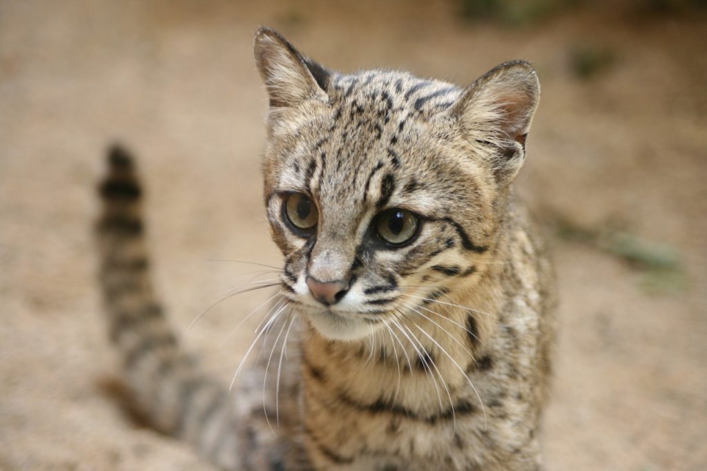 Wild cat photographed with Canon Eos 400D