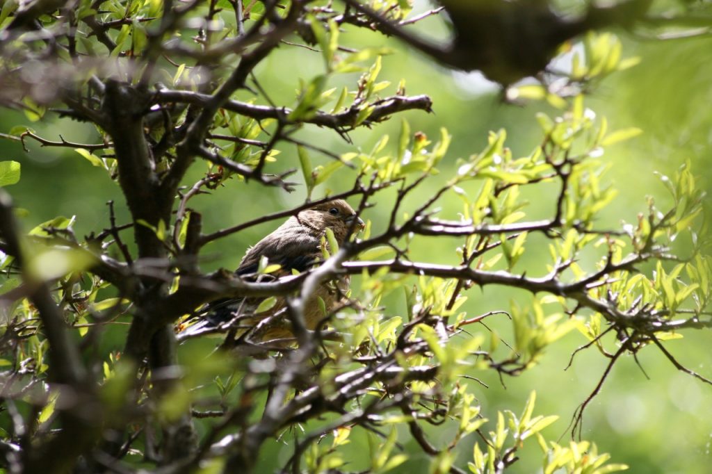 Sparrow photographed with Canon Eos 400D