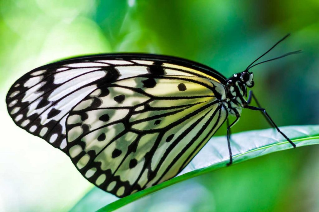 Butterfly photographed with Canon 5D Mark II