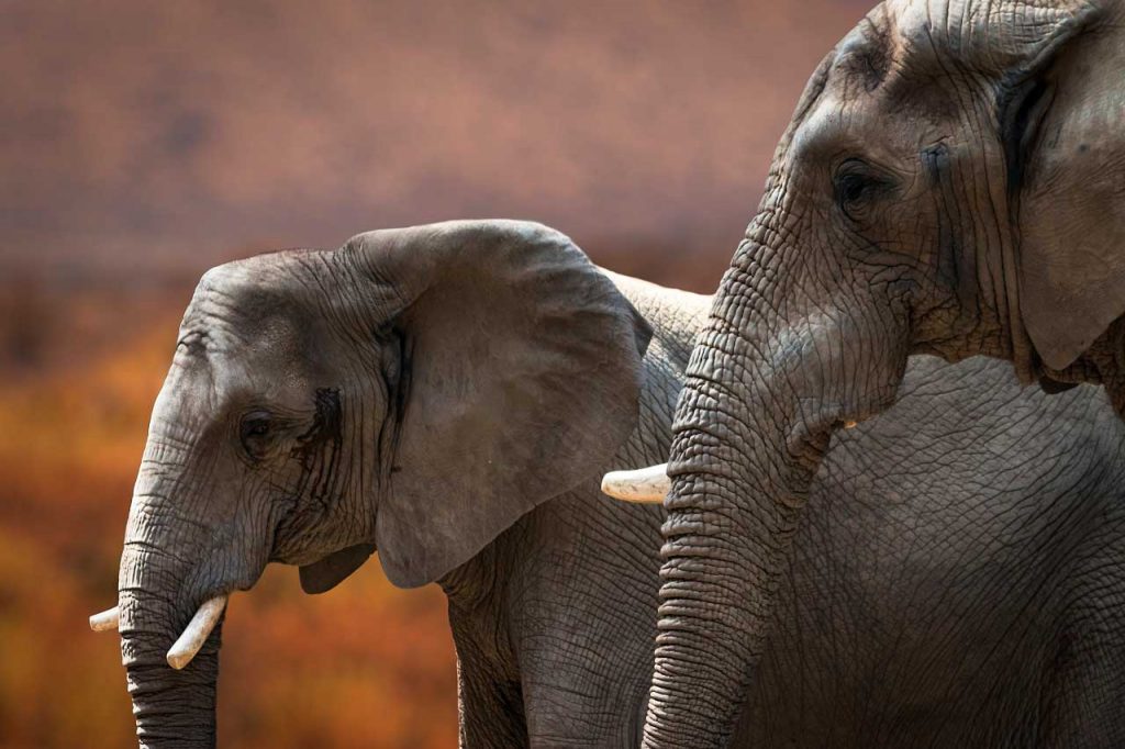 Elephants photographed with Canon Eos 70D.