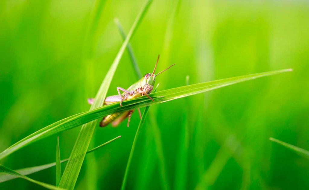 Grasshopper photographed with Canon Eos R