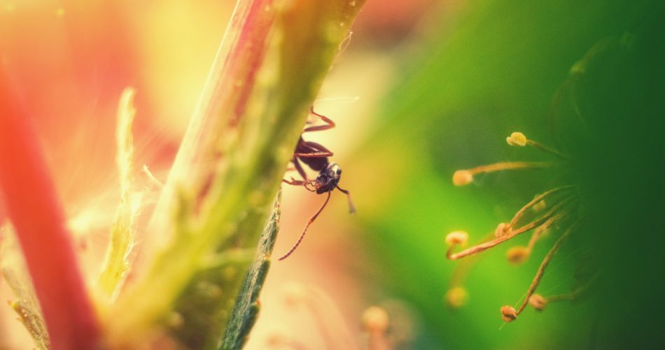 The Little Busy Ant (A Business Story)